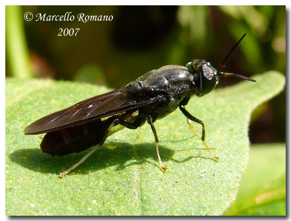 Hermetia illucens (Stratiomyidae) anche in Sicilia